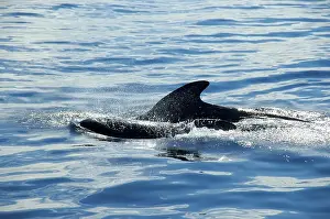 Fin of a grindwale Globicephala melas Lofoten Norway