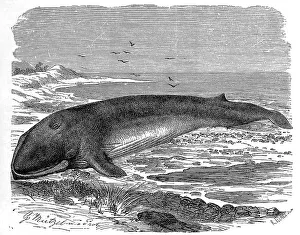Fin whale (Balaenoptera physalus)