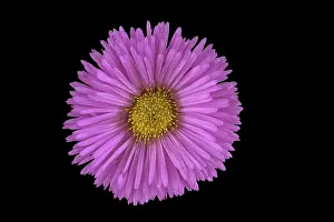 Fine beam aster (Erigeron speciosus hybrid)