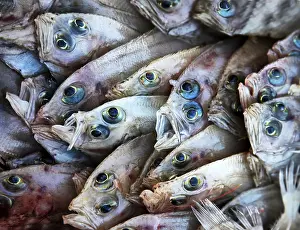 Fine fish (flounder) on a counter of shop