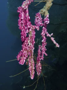 Category Wildlife DE Prints: Fine pink mat sea squirt (Didemnum membranaceum)