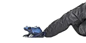 A finger of a person in a glove pushing a Blue poison dart frog