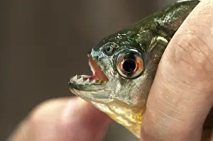 Fingers holding a young Piranha (Pygocentrus sp)