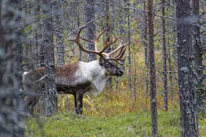 Finnish forest reindeer (Rangifer tarandus fennicus)