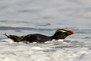 Fiordland Penguin (Eudyptes pachyrhynchus)