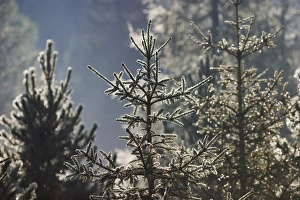 Fir with dew - Alps - Austria