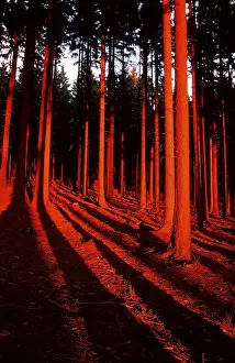 Fir Forest in evening light in winter