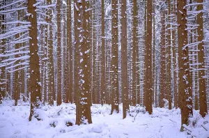 Fir forest in winter with snow