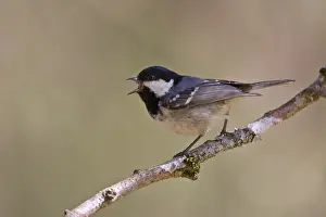 Fir tit (Parus ater)