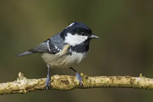 Fir tit (Periparus ater) on a thin branch