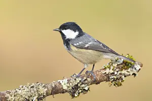 Fir tit (Periparus ater), sitting on a branch overgrown with moss and lichen