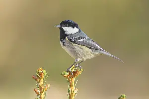 Fir tit (Periparus ater) sitting on a spruce top
