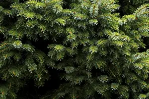 Fir tree branch close up, evergreen tree in the forest or park