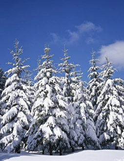 Fir trees, forest, snow-covered winter landscape