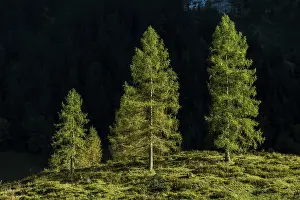 Fir trees in sidelight, Engtal