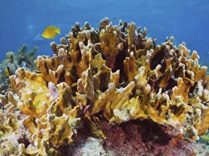 Framed Print : Fire coral (Millepora complanata) Framed Print : Fire coral (Millepora complanata)