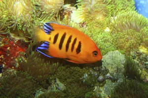 Fire dwarf angelfish (Centropyge loriculus)