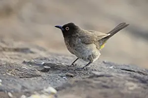 Fire-eyed Bulbul (Pycnonotus nigricans)