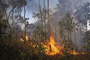Fire in Kakadu National Park, Northern Territory, Australien