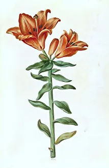 Fire lily (Lilium bulbiferum), fire lily