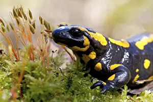 fire salamander