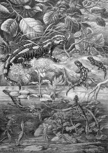 Fire salamander, amphibians, in its stages of development