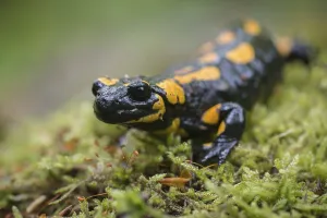 Fire Salamander (Salamandra salamandra)