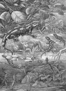The fire salamander, Salamandra salamandra