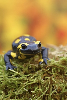 Fire salamander (Salamandra salamandra)