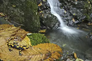 Fire Salamander (Salamandra salamandra)
