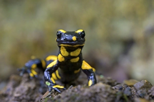 Fire salamander (Salamandra salamandra)