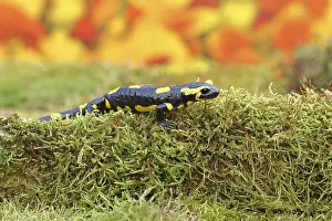 Fire salamander (Salamandra salamandra)