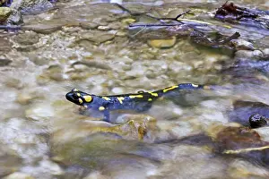 Fire salamander (Salamandra salamandra)