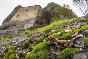 Fire salamander (Salamandra salamandra)