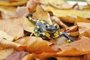 Fire salamander (Salamandra salamandra)