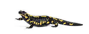 Fire salamander, Salamandra salamandra