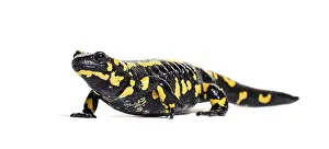 Fire salamander, Salamandra salamandra