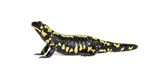 Fire salamander, Salamandra salamandra