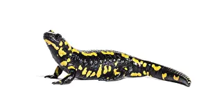 Fire salamander, Salamandra salamandra