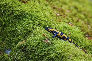 Fire salamander (Salamandra salamandra)