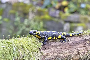 Fire salamander (Salamandra salamandra)