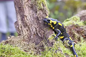 Fire salamander (Salamandra salamandra)
