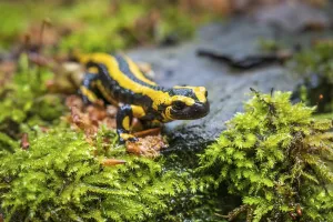 Fire salamander (Salamandra salamandra) on damp moss