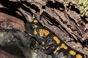 Fire salamander Salamandra salamandra'<br> Fire salamander Salamandra salamandra