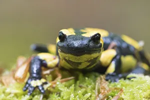 Fire salamander (Salamandra salamandra) in moss