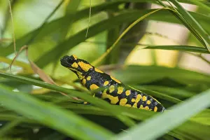 A fire salamander (Salamandra salamandra) rests in tall grass