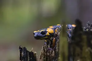One fire salamander (Salamandra salamandra) rests on a tree stump on a rainy day