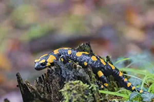 One fire salamander (Salamandra salamandra) rests on a tree stump on a rainy day