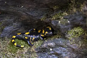 Fire salamander (Salamandra salamandra) sitting on moss and stone