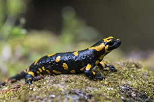 Fire salamander (Salamandra salamandra) sitting on stone